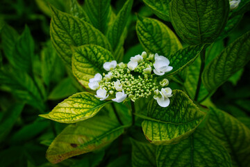 Colorful flowers during the spring days