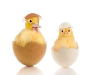 Easter chick and duckling in eggs © Anneke