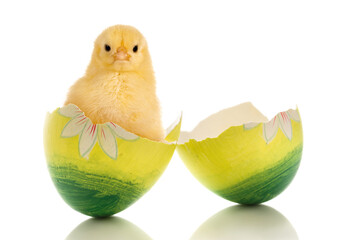 Yellow baby chick in easter egg - 489001171