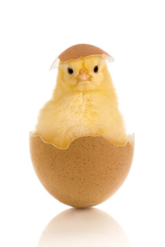Easter baby chick in egg