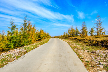Empty concrete road and mountains with yellow forest in autumn season