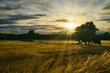 Cornfield on a summer day
