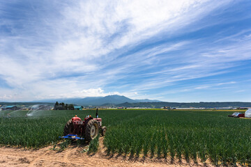 7月、北海道富良野のタマネギ畑・日本