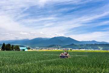 7月、北海道富良野のタマネギ畑・日本