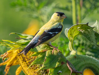 American Goldfinch eating Sunflower Seeds in Summer