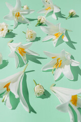 Creative summer composition made of beautiful white lily flowers on pastel mint background with shadows. Nature concept.