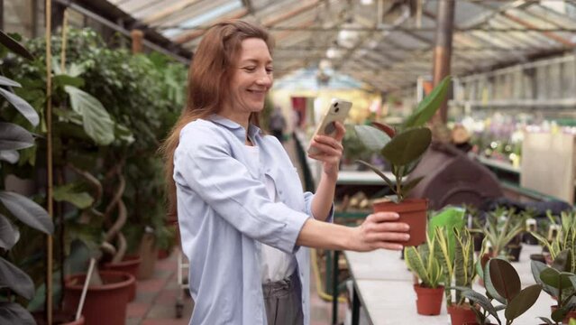 smiling woman chooses indoor plants in the garden center. A woman buys flowers for her home at a plant nursery. makes a photo of a ficus on a smartphone looking for information on the Internet.