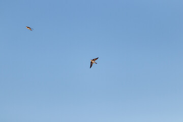 Swallow in the air 