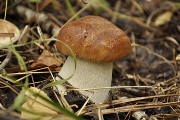 White mushrooms. Mushrooms grow in the forest. 