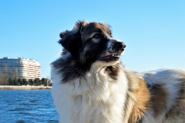 Beautiful Pyrenean Mountain Dog in the city, this is a sheepdog breed.	