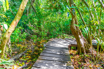 Tropical jungle plants trees wooden walking trails Sian Kaan Mexico.