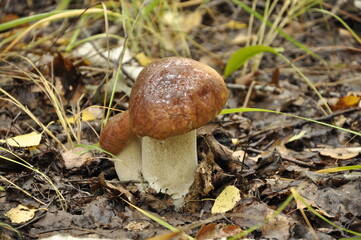 White mushrooms. Mushrooms grow in the forest. 