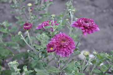 Garden flowers are blooming. Blooming flowers and plants. 