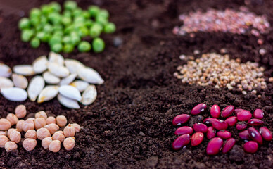 close-up agricultural seeds on the ground, in the foreground bean and chickpea seeds, selective focus. concept of farming, gardening, planting organic natural products.