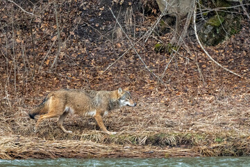 A Grey Wolf (Canis lupus) in the forest. Bieszczady Mountains, Carpathians, Poland.