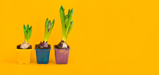 Blooming young hyacinth bulbs, first spring flowers in plastic pots on yellow background. Flower from small to large. 8 march, woman and mother's day, kids grow concept. place for text, side view