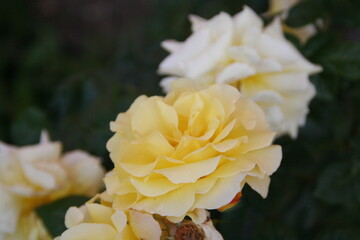 yellow roses 