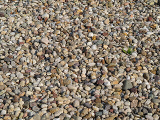 A green plant grows among small stones. Be purposeful, grow, be special.