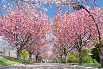 Tuinposter cherry blossom in spring © 泰輝 川崎