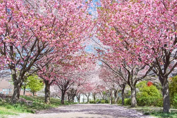 Foto op Plexiglas blooming cherry tree © 泰輝 川崎