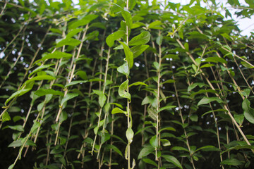 closeup, Lee Kwan Yew Vines per Stem already have roots hanging off the terrace of the house.