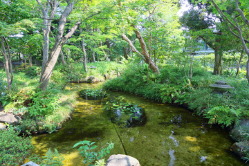 stream in the forest