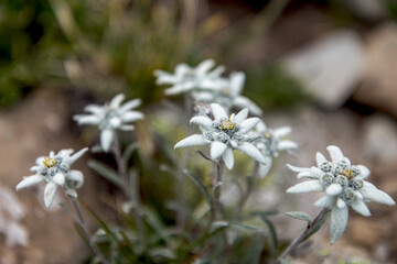 Edelweiss en été dans les Hautes-Alpes , France