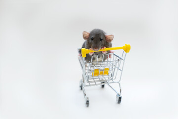 Gray funny rat Dumbo in a shopping cart on a white background. She has black eyes and large ears. The concept of pets, for pet stores, pet supplies.