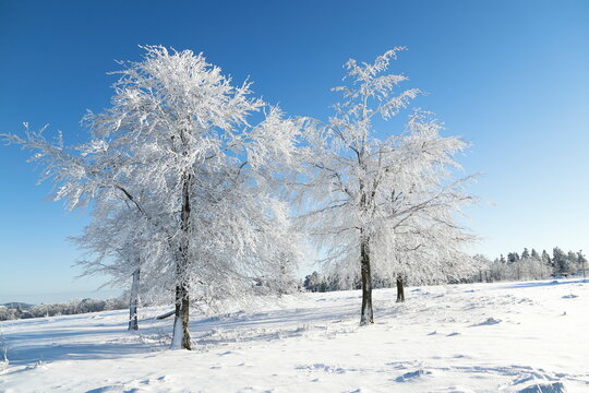 schneebedeckte bäume im winter mit blauem himmel