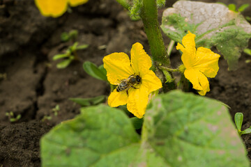a striped bee on a bright yellow cucumber flower on a prickly stalk in the spring on a garden bed