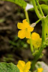 bright yellow cucumber flower on a prickly stalk in spring on a garden bed