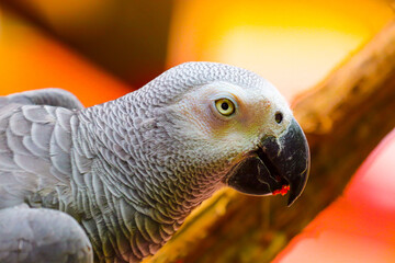 blue and yellow macaw ara © Marius