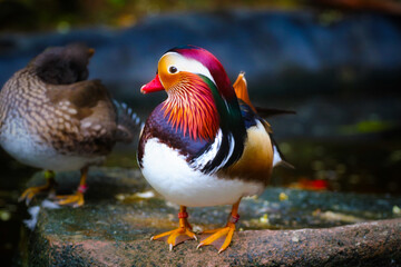 two ducks in the park