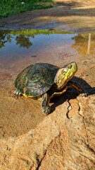 Obraz premium turtle on the water