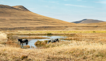 Travel to Lesotho. Two horses roaming free on the banks of a pond in a meadow in Sehlabathebe National Park
