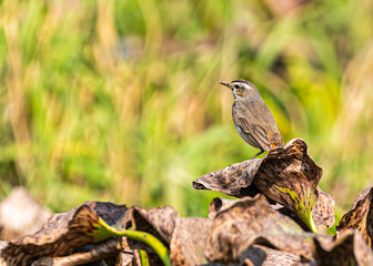 A Blue throat in a wet land