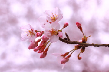 日本の春の風景、満開の桜、ピンクの背景に浮かぶピンクの桜の花のアップ