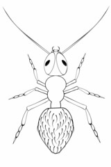 Black and white drawing of an ant for coloring. Insects for coloring book. Vector illustration