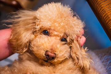 見つめるトイプードル