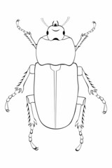 Black and white drawing of a cockchafer for coloring. Insects for coloring book. Vector illustration