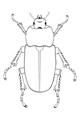 Black and white drawing of a cockchafer for coloring. Insects for coloring book. Vector illustration