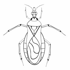 Black and white drawing of a Аmerican triatom bug for coloring. Insect for coloring book. Vector illustration