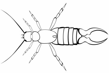 Black and white drawing of a Two-tails for coloring. Insect for coloring book. Creepy poisonous spider. Vector illustration
