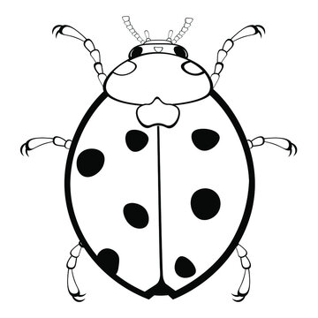 recommend clip art: Black and white drawing of a ladybug for coloring. Insect for coloring book. Vector illustration