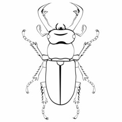 Fototapeta premium Black and white drawing of a stag beetle for coloring. Horned beetle Lucanus. Vector illustration