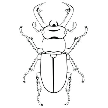 recommend clip art: Black and white drawing of a stag beetle for coloring. Horned beetle Lucanus. Vector illustration