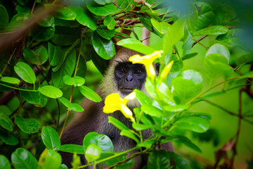 monkey in the nature in sri lanka 