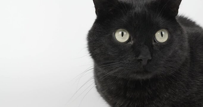  Black - Grey Cat Looking Intently at Something. Shooting Animal on White Background, 4k