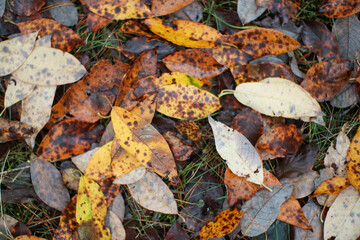 Forest in Autumn, colourful leave