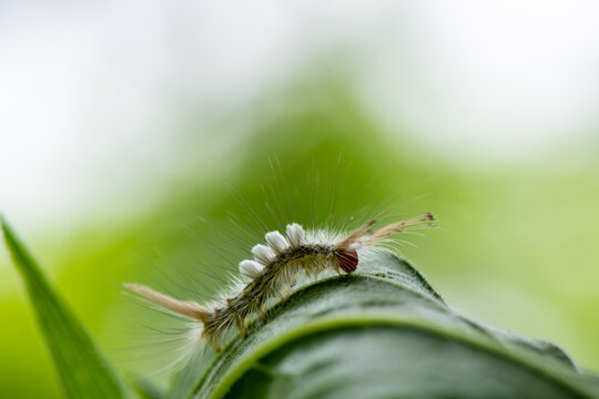 White Marked Tussock Moth Caterpillar On A Leaf